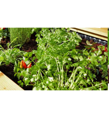 Jardinière surélevée