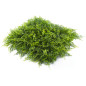 TREILLIS extensible Feuilles de FOUGERES hauteur variable TREILLIS extensible Feuilles de FOUGERES hauteur variable