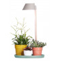 Lampe de vivacité pour plantes
