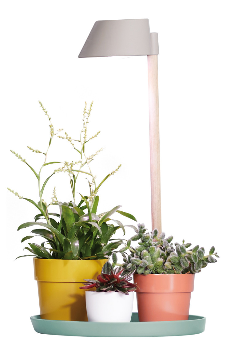 Fond Lampe Plante En Pot Avec Des Ampoules Qui Y Sont Attachées