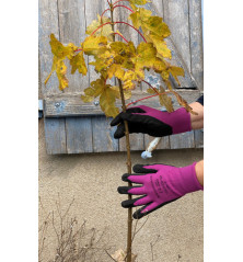Gants jardinage - Violet - Taille au choix