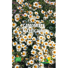 Camomille Matricaire
