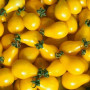 Tomates Poire jaune Bio