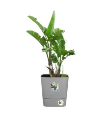 POT