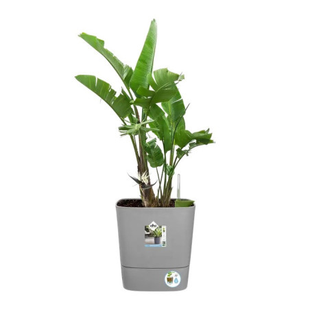 POT