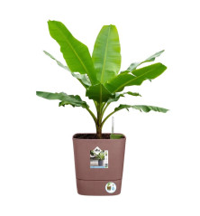 POT 