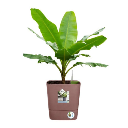 Pot de fleur carré - réserve d'eau et roulettes - 30cm