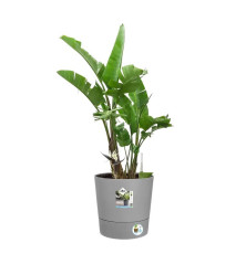 POT de fleur Rond réserve d'eau et roulettes - 35cm