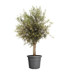 Algarve Cilindro - 40cm- Anthracite