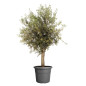 Algarve Cilindro - 40cm- Anthracite Algarve Cilindro - 40cm- Anthracite