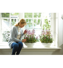 Brussels Diamond Ovale - 36cm - Blanc