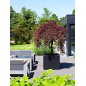 "Natural" - Pot Jumbo - Noir - Dimensions au choix