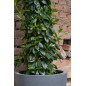 "Natural" - Pot Belle - Gris - Dimensions au choix