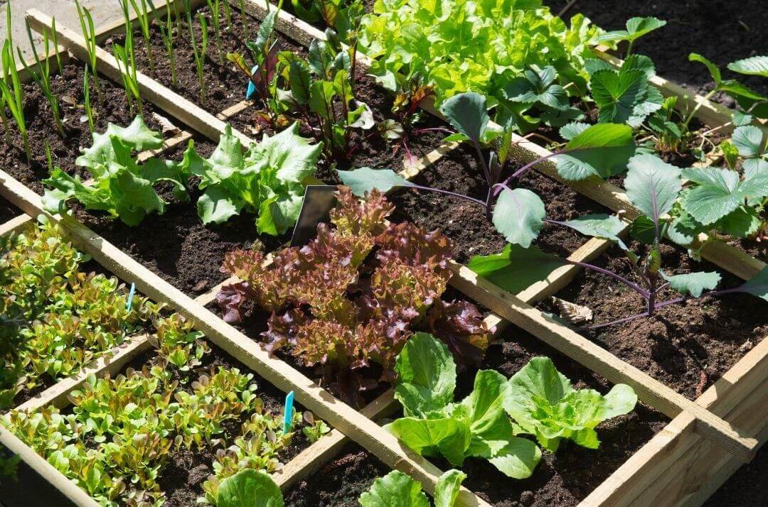 différents légumes plantés dans un carré potager