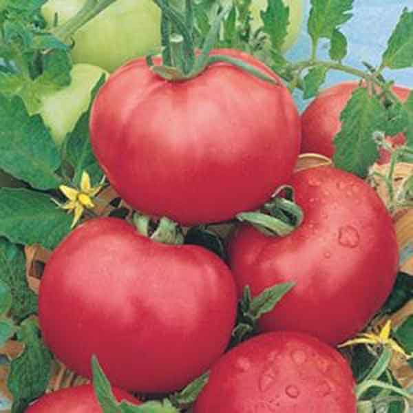 tomates roses de berne